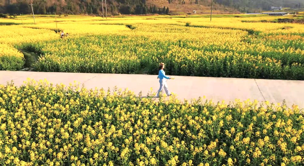 黔南都勻：邂逅春日金色浪漫_fororder_油菜花1