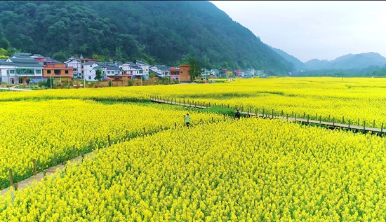 貴州平塘：春回大地萬花開_fororder_成片的油菜花