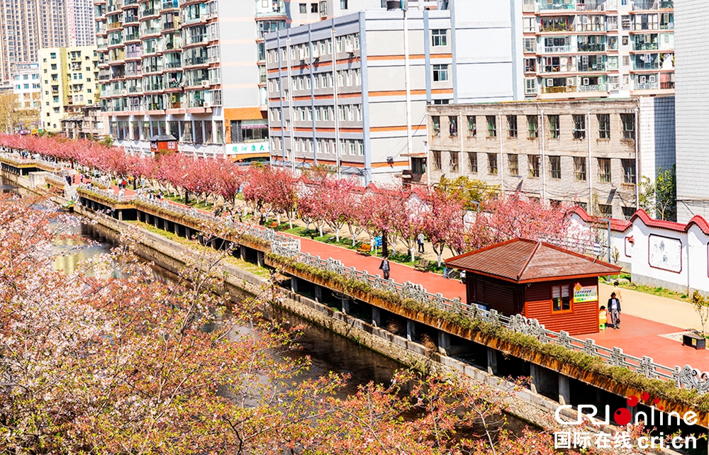 貴州六盤水：水城河沿岸櫻花盛開 景色如畫春光美_fororder_楊5