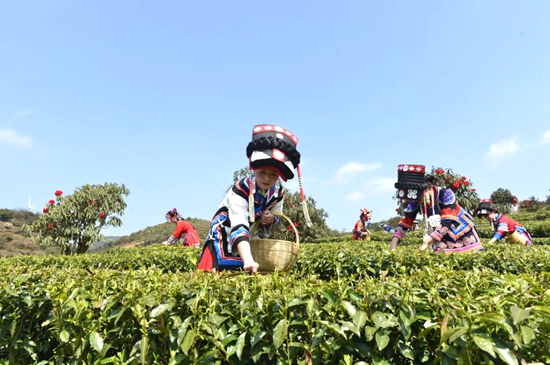 （供稿）貴州盤州：春茶採摘忙 深山茗飄香_fororder_茶場1