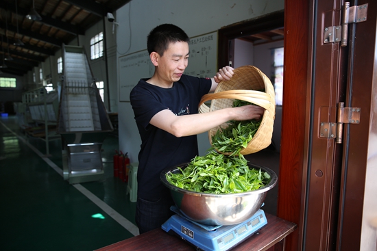 （供稿）畢節稅務：稅惠助力古茶煥新生_fororder_茶企收購村民採摘的茶青（攝影：鄭婷）.JPG