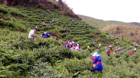 （供稿）貴州平塘迎來春茶採摘高峰期_fororder_採茶