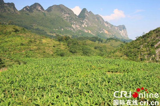 貴州關嶺：國畫山下果飄香