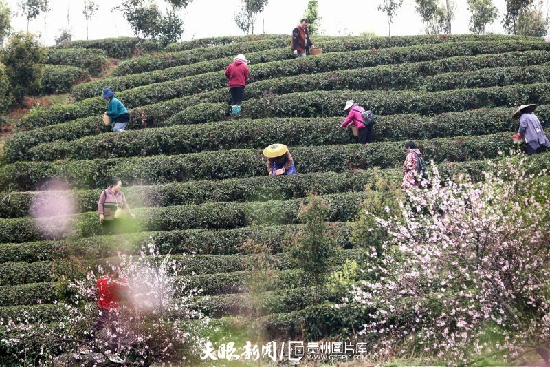 黔茶 春天芬芳的暖意 香飄大地