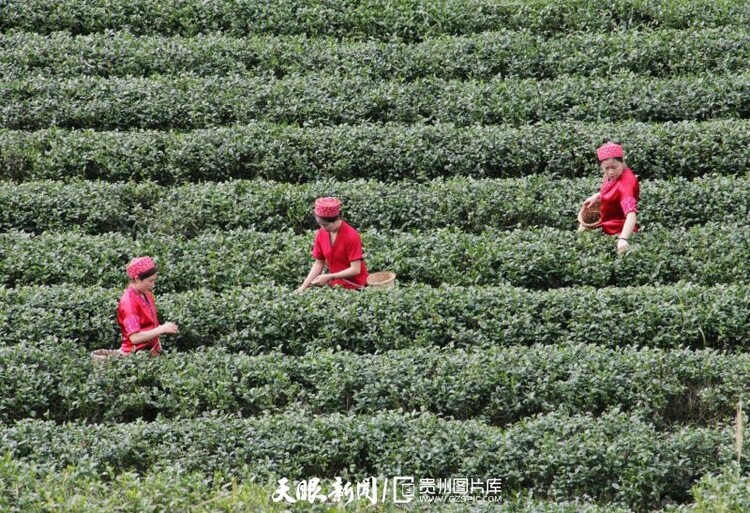 黔茶 春天芬芳的暖意 香飄大地