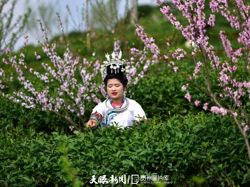 黔茶 春天芬芳的暖意 香飄大地