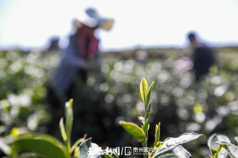 黔茶 春天芬芳的暖意 香飄大地