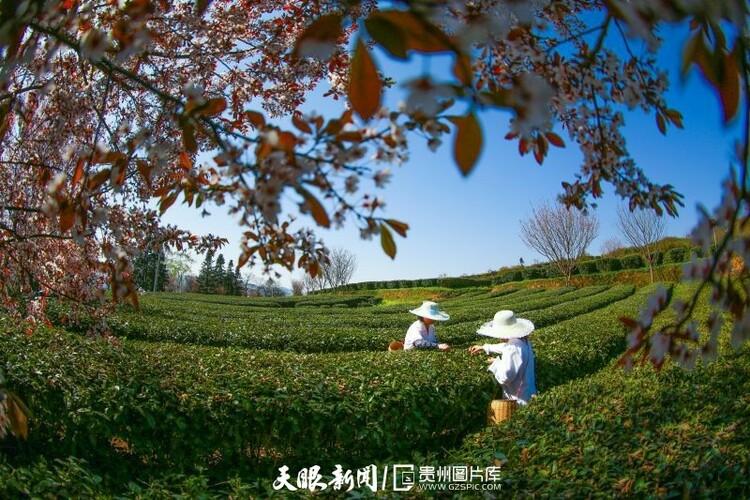 黔茶 春天芬芳的暖意 香飄大地