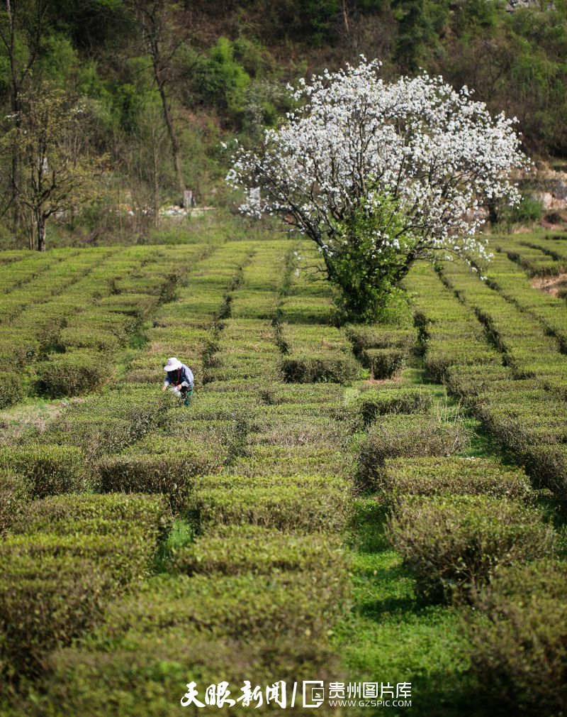 黔茶 春天芬芳的暖意 香飄大地