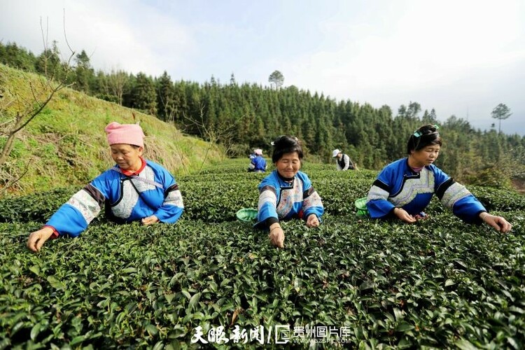 黔茶 春天芬芳的暖意 香飄大地