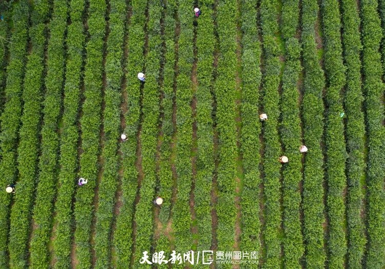 黔茶 春天芬芳的暖意 香飄大地