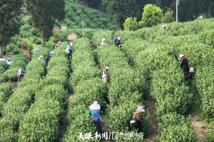 黔茶 春天芬芳的暖意 香飄大地