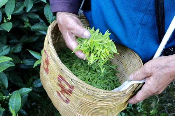 黔南獨山：萬畝春茶開採一週 市場交易行情火爆