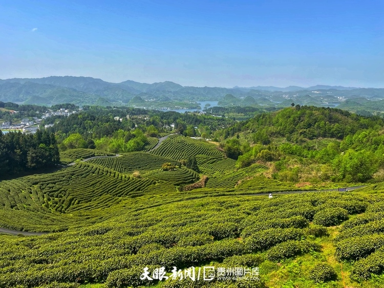 “小茶葉”走出發展“大路徑” 貴陽觀山湖區春茶開採