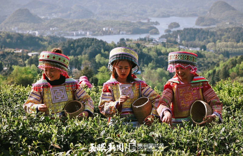 “小茶葉”走出發展“大路徑” 貴陽觀山湖區春茶開採