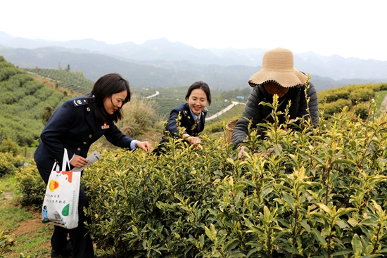 （供稿）貴州畢節：稅惠春風暖 茶葉採摘忙_fororder_稅務人員深入烏蒙利民生態茶場了解茶葉採摘情況。陳剛  攝