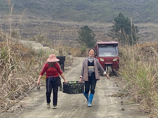 貴州獨山：以商招商種植中藥材 助力鄉村振興_fororder_獨山2