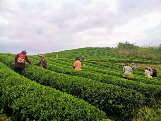 （供稿）貴州甕安：春茶採摘進行時 1.75萬畝茶園開採_fororder_微信圖片_20220401111031