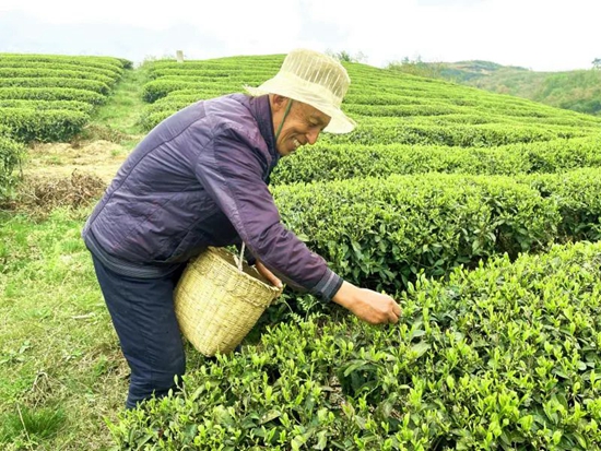 （供稿）貴州甕安：春茶採摘進行時 1.75萬畝茶園開採_fororder_甕安1