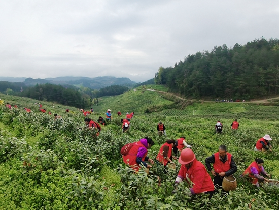 貴州思南：15.08萬畝茶園吐翠採茶忙_fororder_思南3