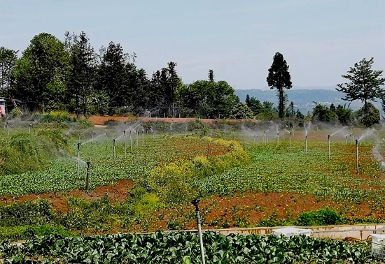 （供稿）貴州水城：規模化種植蔬菜 拓寬銷售渠道_fororder_94e99c23e3afb8c465fa60c3c6bb4cd