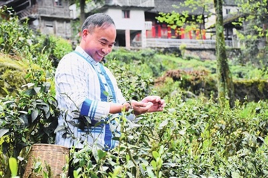 （供稿）貴州都勻：片片“金葉子” 振興“斗篷山”_fororder_茶農1