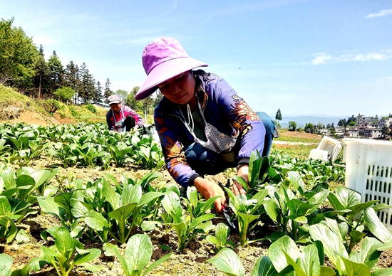 （供稿）貴州水城：規模化種植蔬菜 拓寬銷售渠道_fororder_b752fd9051c5bbb95da029115436091