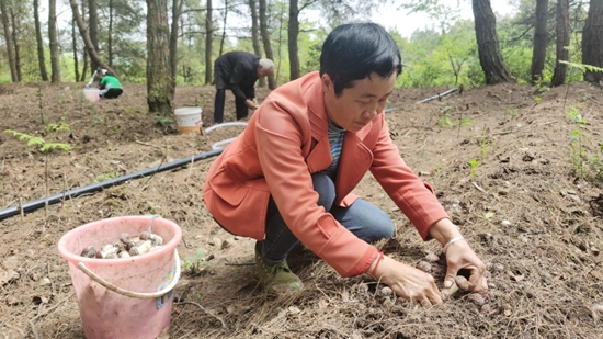 （供稿）貴州修文：林下“聚寶盆”赤松茸喜豐收_fororder_修文1