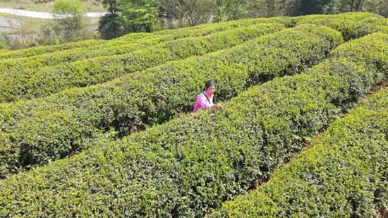 （都勻）貴州都勻：春風綠茶山 春茶香滿園_fororder_微信圖片_20220421133157