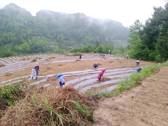 貴州思南：盤活農村閒置土地資源 助農增收_fororder_興隆鄉馬家橋村復耕地施肥蓋膜。馬青松攝_proc