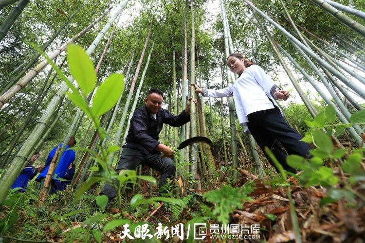 貴州榕江：侗寨竹筒飯飄香