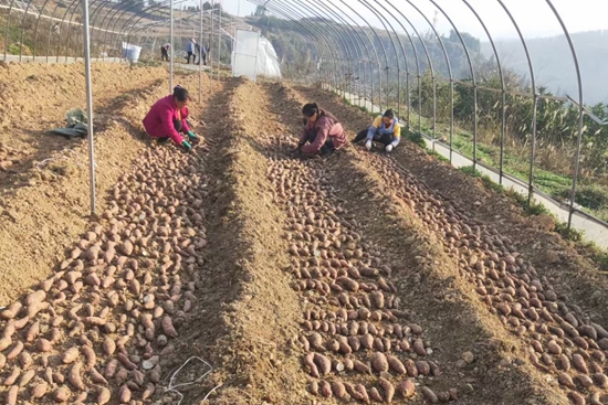 （供稿）貴州思南：春耕圖繪出“好錢景”_fororder_雙高紅薯育苗基地正在進行育苗 李爽供圖