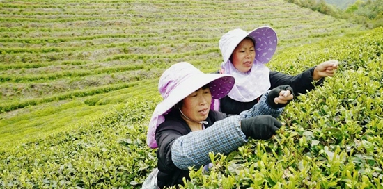 （供稿）貴州都勻：“茶旅融合”走出鄉村振興好路子_fororder_微信圖片_20220428111859