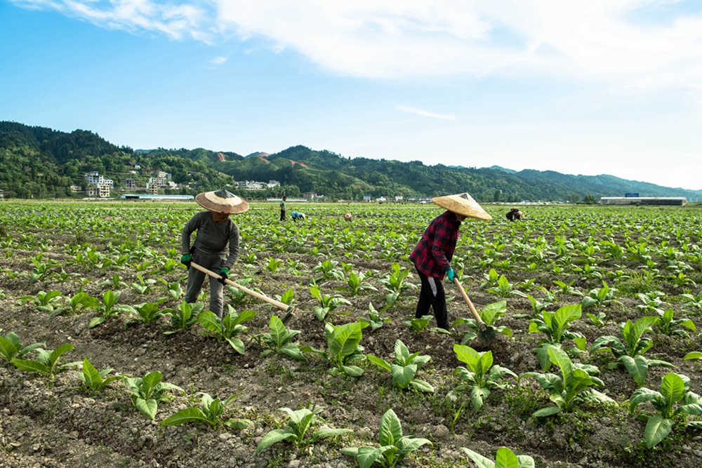 （供稿）貴州天柱：立夏至  農事忙_fororder_2022年5月4日，天柱縣鳳城街道村民在鳳城萬畝大壩給烤煙除草施肥。