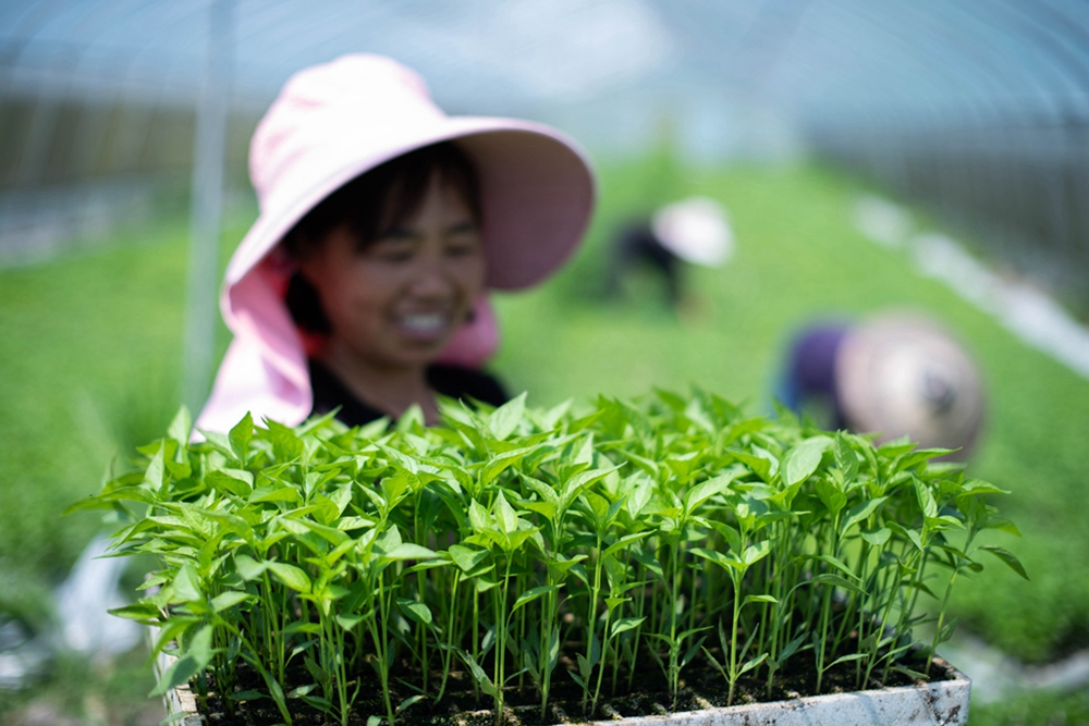 （供稿）貴州天柱：立夏至  農事忙_fororder_2022年5月4日，天柱縣渡馬鎮村民在塆場辣椒育苗基地出苗，準備栽植。