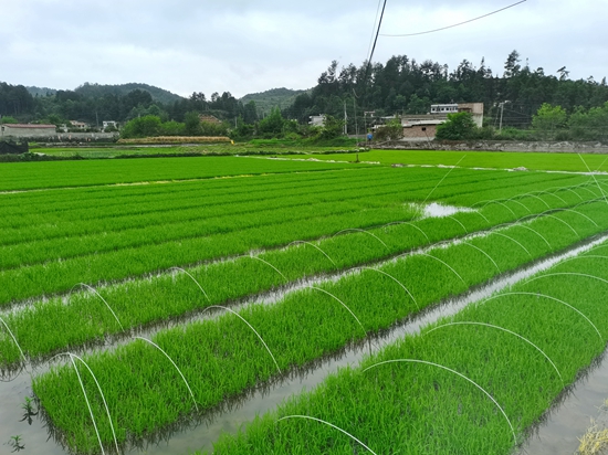 貴州惠水：幹群齊心抓生産  漣江大地農事忙_fororder_惠水1