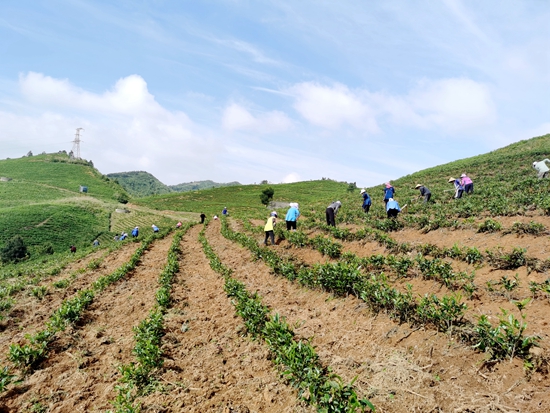 貴州惠水：幹群齊心抓生産  漣江大地農事忙_fororder_惠水3