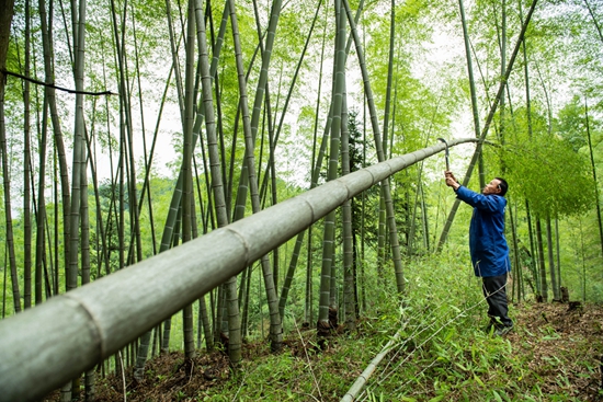 貴州天柱：打造楠竹全産業鏈 萬畝翠竹變“金山”_fororder_天柱縣坌處鎮大山村村民在砍伐楠竹。