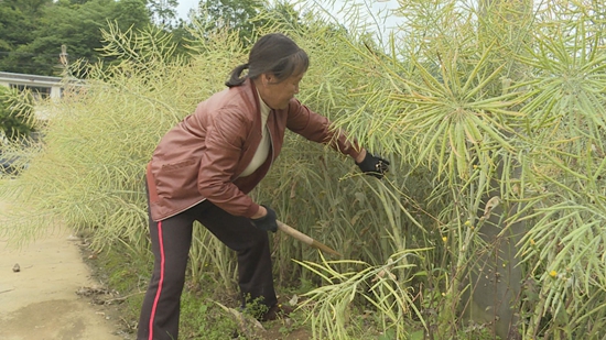 （供稿）貴州修文：5.9萬畝油菜獲豐收 産值達5056萬元_fororder_微信圖片_20220520155038