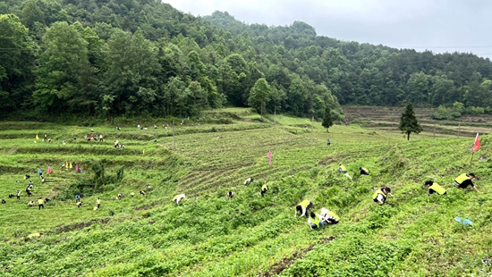 貴州大學勞動教育教學實踐活動在修文大木村開展_fororder_修文