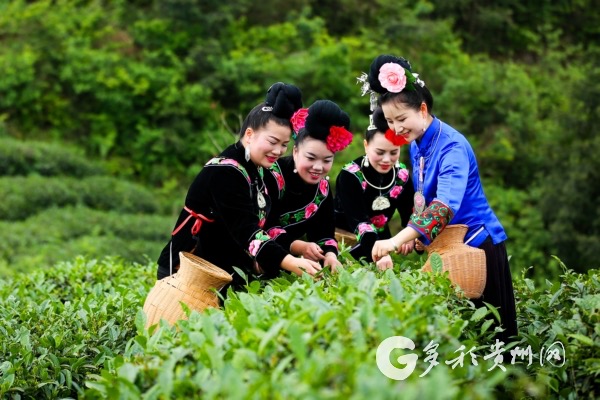 貴州雷山推進茶園數字化管理