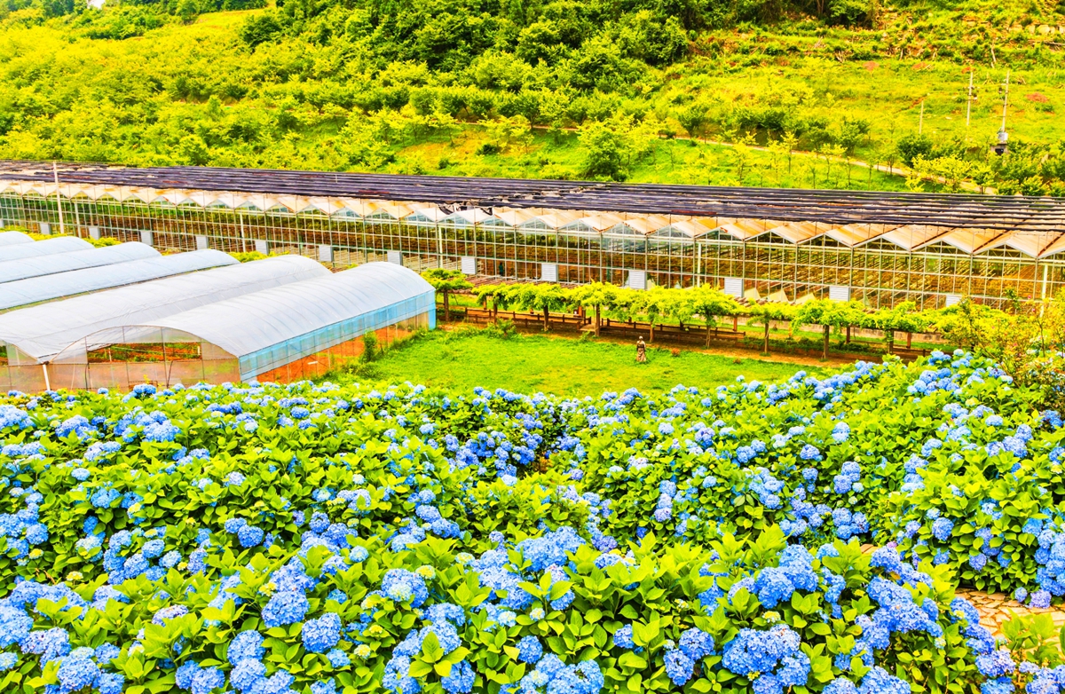 六盤水市鍾山區大地印象：繡球花開迎客來_fororder_鍾山區大地印象：繡球花開迎客來（圖片4）