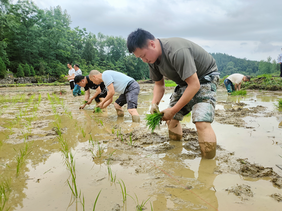 （供稿）貴州思南退役軍人志願者助力農業生産_fororder_幹群插秧忙1（思南縣退役軍人事務管理局供圖）