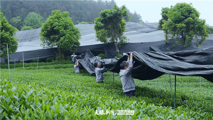 （中首）貴州：由茶産業大省向強省邁進 “採”出黔茶高品質發展新天地