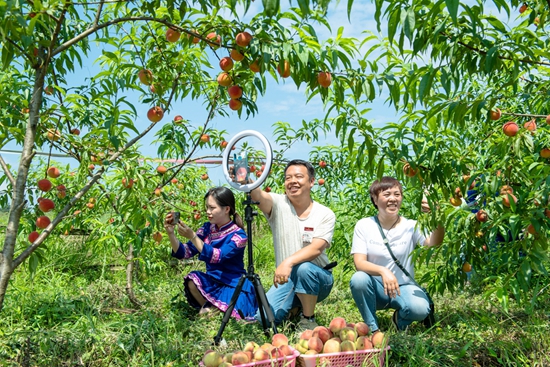 貴州天柱：打造精品桃李  村民樂享“綠色”紅利_fororder_天柱縣石洞鎮石洞村村幹在幫助桃園直播賣桃子。