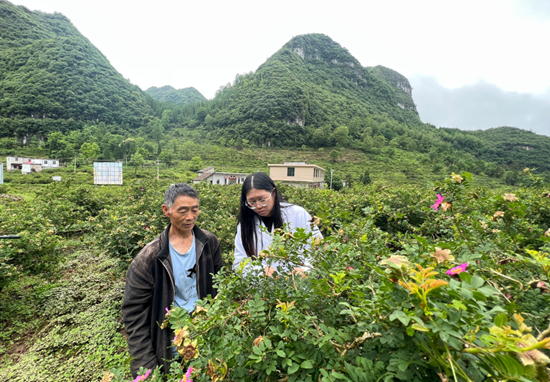 （供稿）貴州水城：刺梨采收謀劃早 農戶致富信心足_fororder_微信圖片_20220614125822