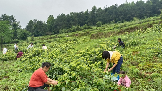 （供稿）貴州思南：産業振興有“幹將” 金銀花地出“金銀”_fororder_金銀花採摘忙（鄒聖珍 攝）