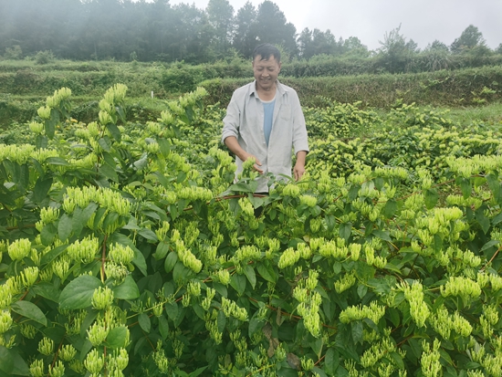 （供稿）貴州思南：産業振興有“幹將” 金銀花地出“金銀”_fororder_萬有常查看金銀花長勢（鄒聖珍 攝）