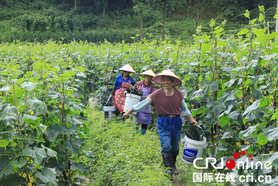 貴州麻江：奮力推進蔬菜産業高品質發展_fororder_麻江2