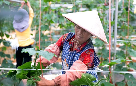 （供稿）貴州都勻擺茶科研基地進入大田管護關鍵期_fororder_微信圖片_20220711160427